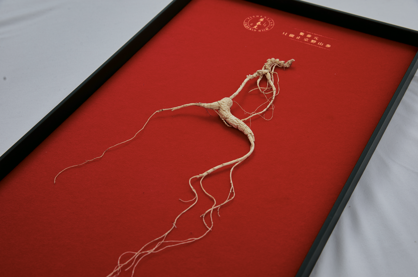 王系 30年以上天种天养野山参